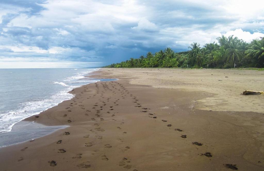 Caribbean View Lejlighed Tortuguero Eksteriør billede