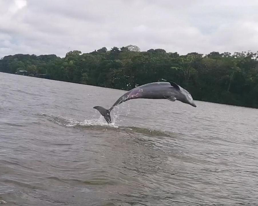 Caribbean View Lejlighed Tortuguero Eksteriør billede