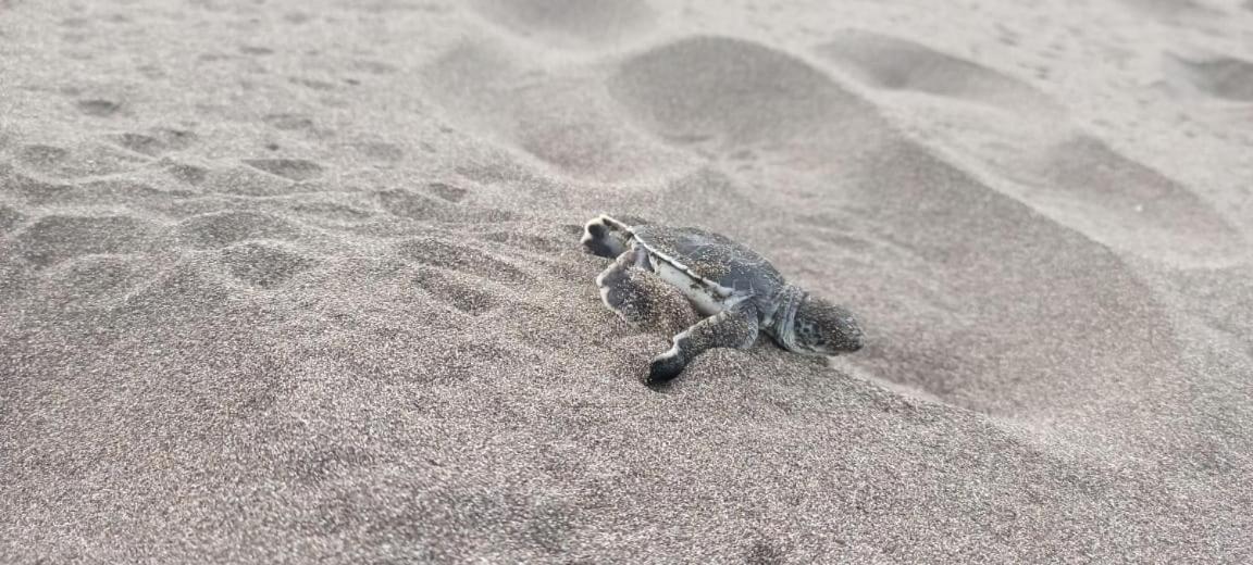 Caribbean View Lejlighed Tortuguero Eksteriør billede