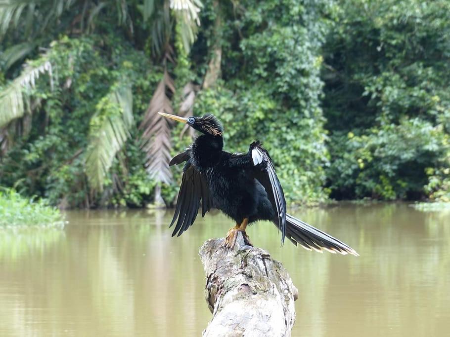 Caribbean View Lejlighed Tortuguero Eksteriør billede