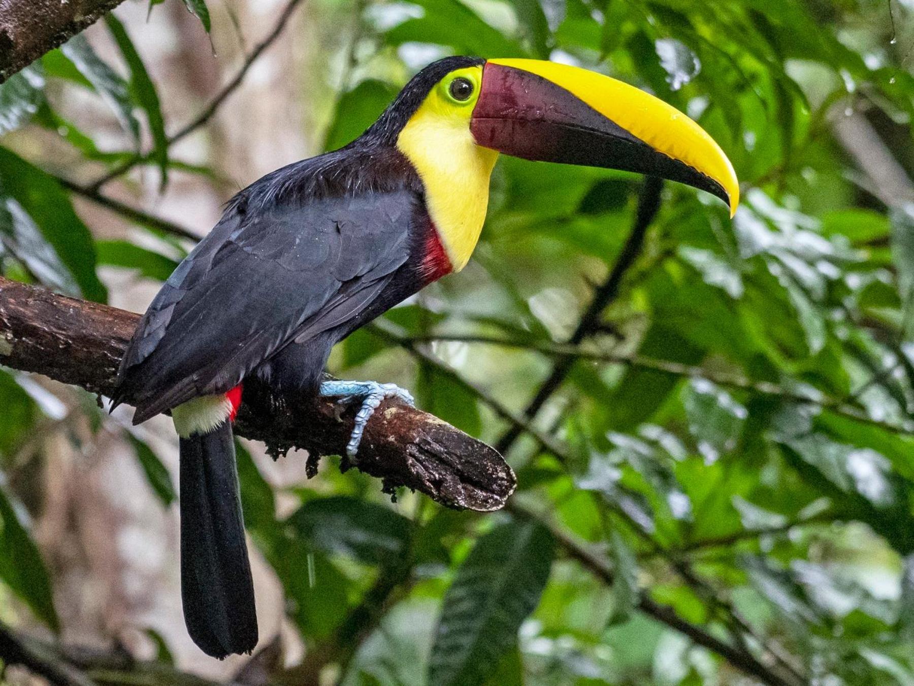 Caribbean View Lejlighed Tortuguero Eksteriør billede