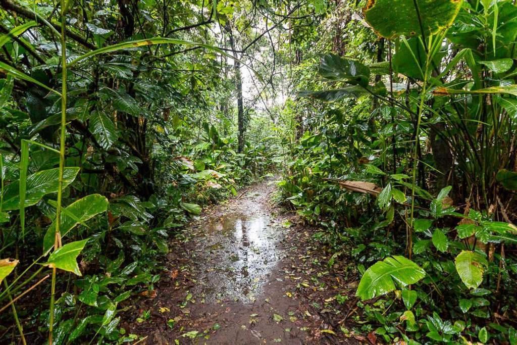 Caribbean View Lejlighed Tortuguero Eksteriør billede