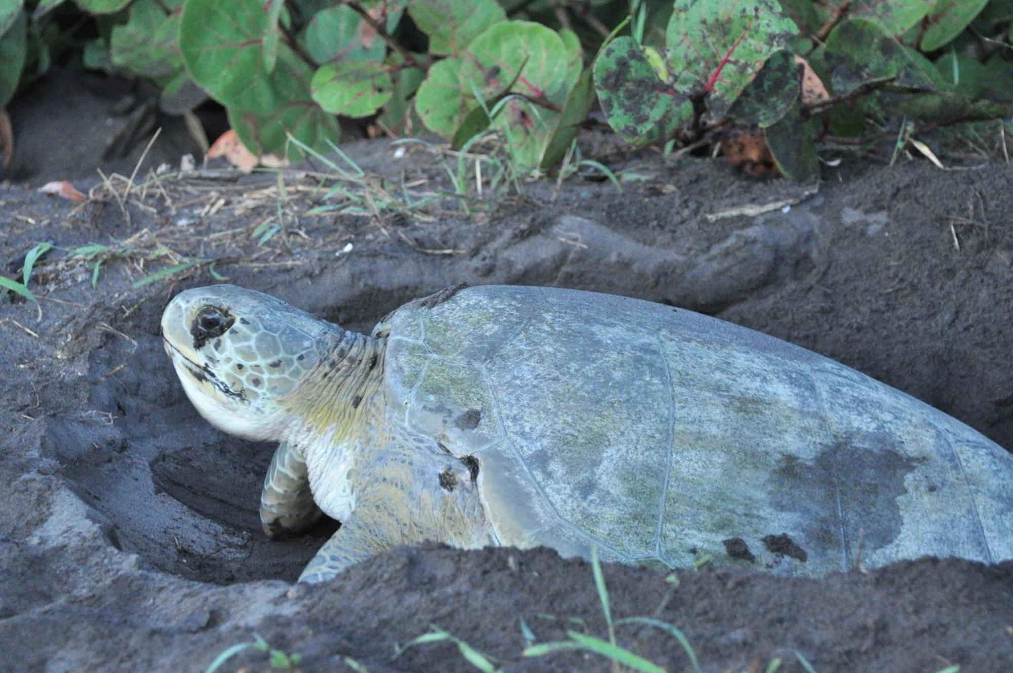Caribbean View Lejlighed Tortuguero Eksteriør billede